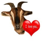goat i love you